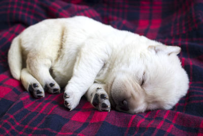 Close-up of dog sleeping