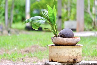 Close-up of potted plant on field