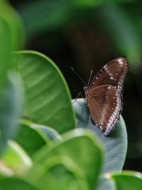 Close-up of butterfly on leaf