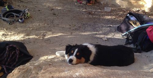 Dog lying on beach