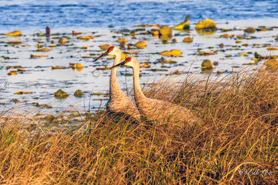 View of birds in lake