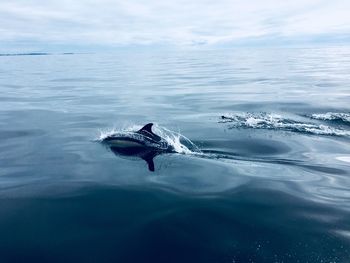 Dolphin swimming in sea