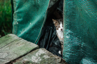 Close-up portrait of cat