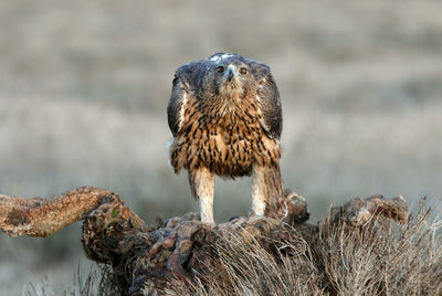 Close-up of owl perching on rock