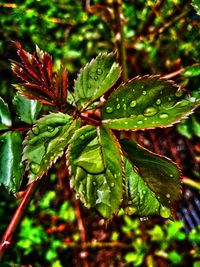 Close-up of raindrops on leaves