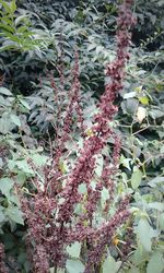 High angle view of flowering plants on land