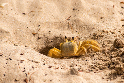 Close-up of crab on beach