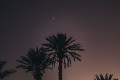 Low angle view of palm tree against sky at sunset