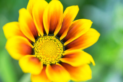 Close-up of yellow flower