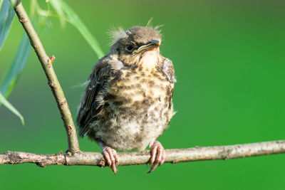 Close-up of bird perching on branch