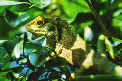 Close-up of lizard