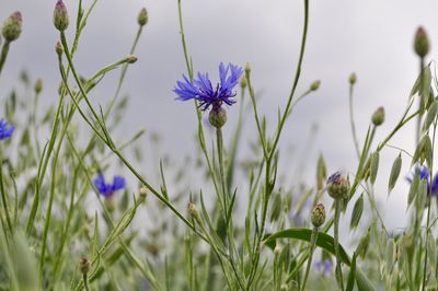 Close-up of purple flowering plants on field