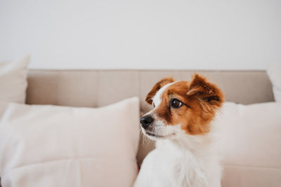 Portrait of dog sitting on bed at home