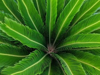 Full frame shot of palm tree