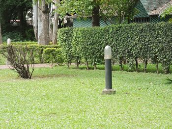 Plants and trees in park