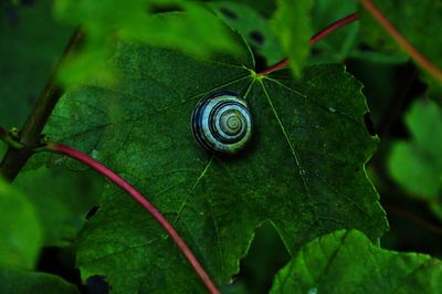 Close-up of snail on leaf