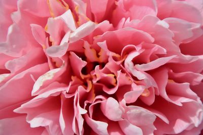 Pink peony full frame 