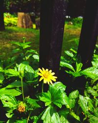 Close-up of yellow flowers growing on tree trunk