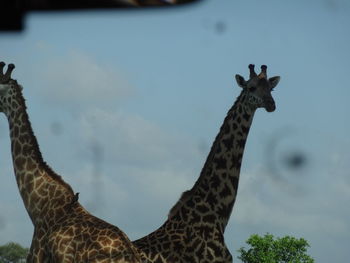 View of giraffe against sky
