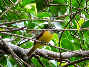 Close-up of bird perching on tree