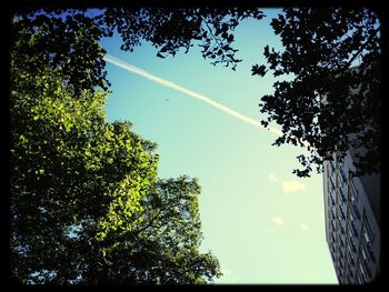 Low angle view of trees against sky