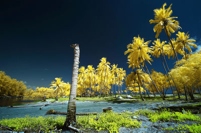 Trees growing in blue sky