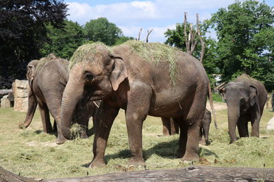 Elephant standing on field against trees