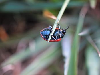 Close-up of ladybug on leaf