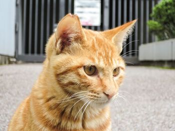 Close-up of cat looking away