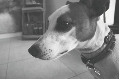 Close-up of a dog looking away