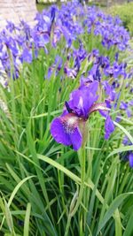 Close-up of purple crocus flowers blooming on field