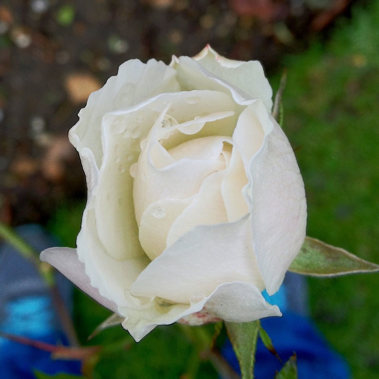 petal, flower, flower head, freshness, fragility, rose - flower, close-up, single flower, beauty in nature, growth, focus on foreground, single rose, blooming, rose, nature, in bloom, drop, white color, plant, wet