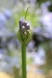 Close-up of fresh purple flower buds