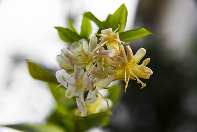 Close-up of white flowering plant