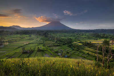 Scenic view of agricultural field against sky