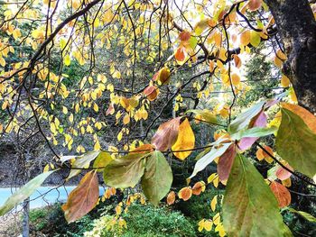 Autumnal leaves on tree