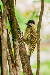 Close-up of bird perching on tree