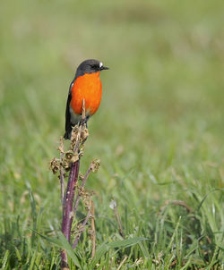 Bird perching on plant at field