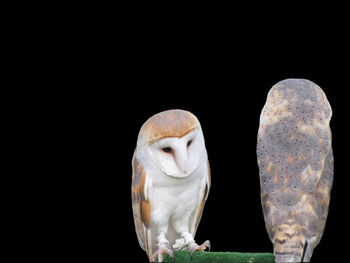 Two barn owls isolated on dark background