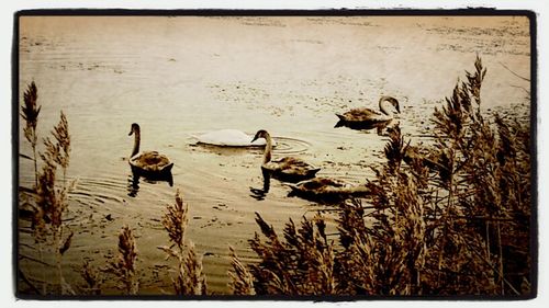 Bird flying over lake