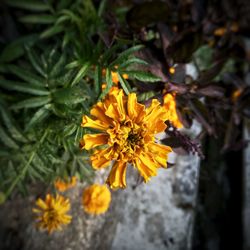 Close-up of marigold blooming outdoors