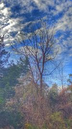 Bare trees against cloudy sky