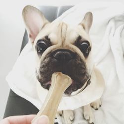 Close-up of hand feeding a french bulldog