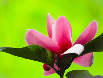 Close-up of pink flowering plant