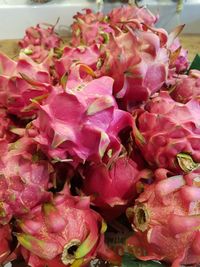 Close-up of pink roses