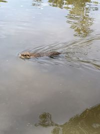 High angle view of turtle swimming in lake