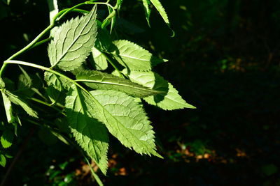 Close-up of leaves on plant