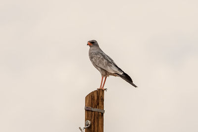 Low angle view of bird perching on wooden post against clear sky