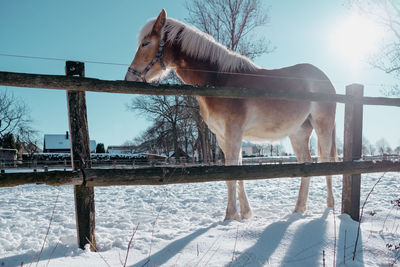 View of horse on snow covered field against sky