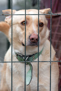 Dog waiting for adoption in animal shelter. homeless dog in the shelter. stray animals concept.